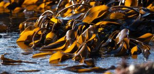 Wet seaweed on the beach